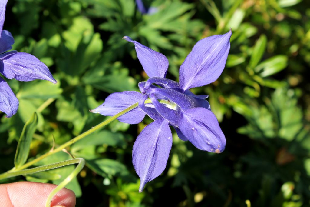 Aquilegia alpina / Aquilegia maggiore